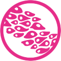 Cellaria Cell Models
